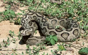 Russell's Viper (Daboia russelii) captive