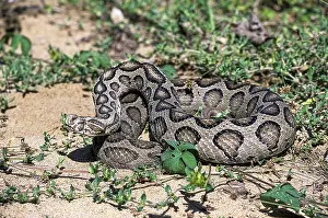 Russells Viper (Daboia russelii) captive