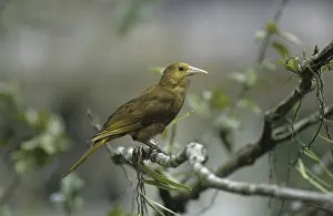 Russet-backed Oropendola (Psarocolius angustifrons)