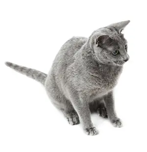 Russian Blue cat
