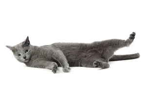 Russian Blue cat