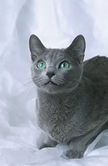 Russian blue cat, breeding-cat, 4 years old