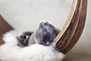Russian Blue Cat on Lambskin in Palm Leaf