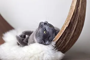 Russian Blue Cat on Lambskin in Palm Leaf