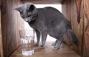 Russian Blue Drinking from Glass