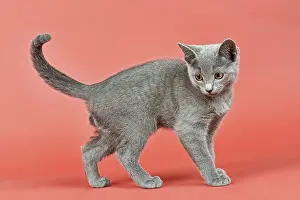 Russian Blue, kitten, 12 weeks