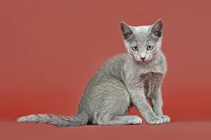 Russian Blue, kitten, 12 weeks