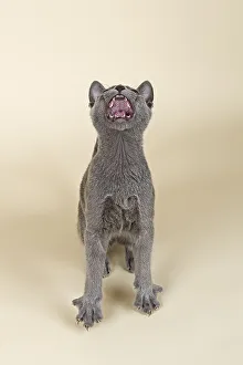 Russian Blue kitten, 20 weeks