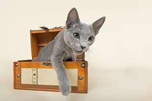 Russian Blue kitten, 20 weeks, coming out of a chest