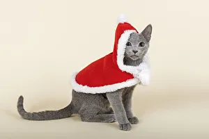 Russian Blue kitten, 20 weeks, dressed for Christmas