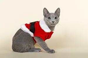 Russian Blue kitten, 20 weeks, dressed for Christmas
