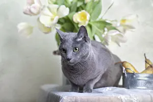 Russian Blue Pedigree Cat Sitting on Table with Pears