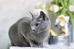 Russian Blue Pedigree Cat Sitting on Table with Pears