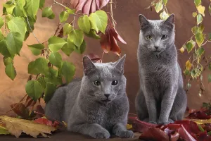 Russian blue in the studio