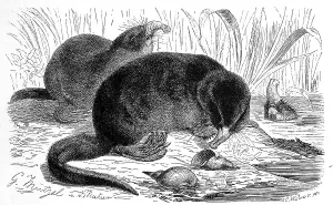 Russian desman (Desmana moschata) is a species of mammal in the mole family
