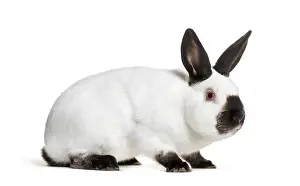 Russian rabbit sitting against white background