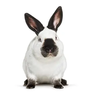 Russian rabbit sitting against white background