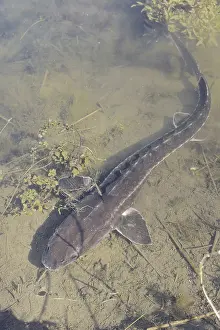 Russian sturgeon or Waxdick (Acipenser gueldenstaedtii)
