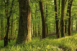 Rustic forest in spring, with moss and ivy-covered tree trunks and grass-covered forest floor