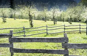 rustic handmade wooden fences separate green meadows and blossoming trees in an orchard with forest behind