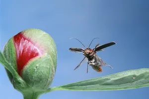 Rustic Sailor, soldier beetle (Cantharis rustica)