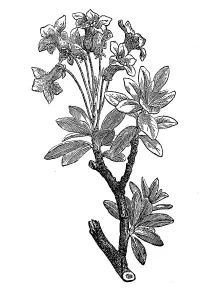 Rusty-leaved alpenrose, Rhododendron ferrugineum