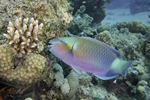 Rusty-naped parrotfish (Scarus ferrugineus)