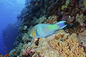 Rusty parrotfish (Scarus ferrugineus)