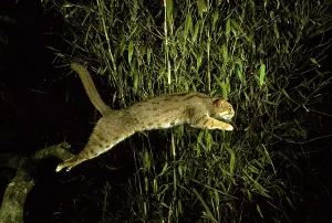 Rusty-spotted Cat (Felis rubiginosus)
