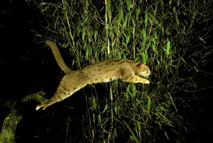 Rusty-spotted cat (Prionailurus rubiginosus)