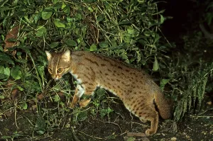 Rusty-spotted cat (Prionailurus rubiginosus)