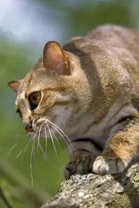 Rusty-spotted cat (prionailurus rubiginosus)
