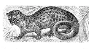 Rusty-spotted genet (Genetta maculata)