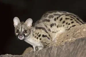 Rusty-spotted genet (Genetta maculata)