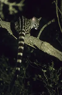 Rusty-spotted Genet (Genetta rubiginosa)