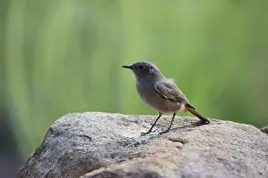 Rusty-tailed Wheatear, (Oenanthe familiaris)