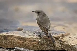 Rusty-tailed Wheatear, (Oenanthe familiaris)