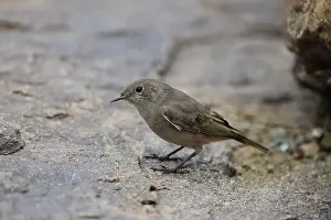 Rusty-tailed Wheatear, (Oenanthe familiaris)