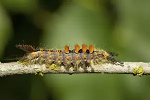 Rusty tussock moth (Orgyia antiqua)