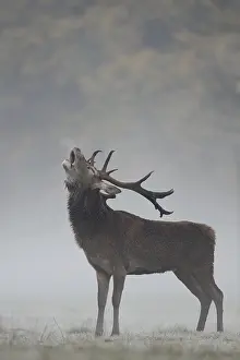 The rutting cry... Red deer (Cervus elaphus)
