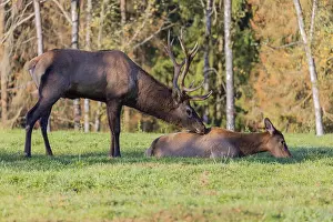 Rutting season. One Wapiti stag
