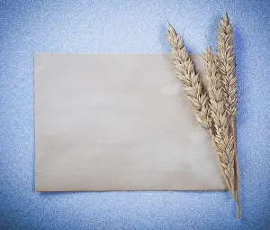 Rye ears vintage blank paper sheet on blue background directly above