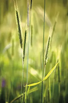 Rye (Secale cereale) ears, spikes