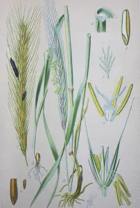 Rye (Secale cereale), historical illustration from 1885