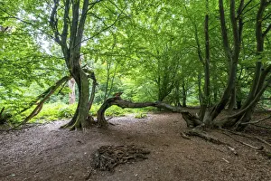The Sababurg primeval forest, or primeval forest in the Reinhardswald