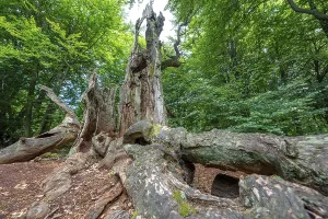 The Sababurg primeval forest, or primeval forest in the Reinhardswald