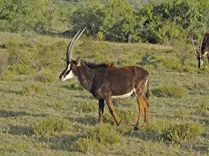 Sable antelope (Hippotragus niger)