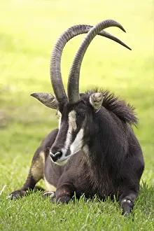 Sable Antelope (Hippotragus niger)