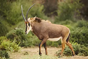 Sable antelope (Hippotragus niger) in the dessert