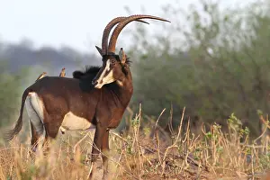Sable Antelope, sable antilopes (Hippotragus niger)